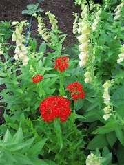 Lychnis chalcedonica + Digitalis (yellow foxglove) Maltese cross & perennial yellow foxglove
