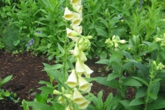 Digitalis grandiflora perennial yellow foxglove