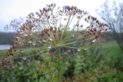 Anethum graveolens dill (culinary herb)