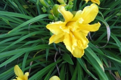Hemerocallis 'Double Peach'