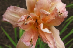 Hemerocallis 'Double PomPom'