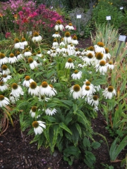 Echinacea purpurea, 'Alba' coneflower, white form