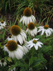 Echinacea purpurea, 'Alba' coneflower, white form, closeup