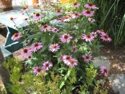 Echinacea purpurea purple coneflower