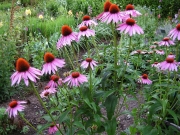 Echinaces purpurea purple coneflower