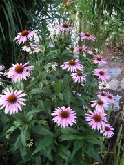 Echinacea purpurea purple coneflower