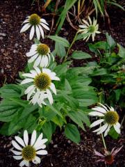 Echinacea purpurea, 'Alba' coneflower, white form