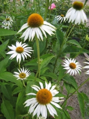 Echinacea purpurea, 'Alba' coneflower, white form
