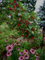 Echinacea purpurea & Malus 'Dolgo' purple coneflower and Dolgo crabapples