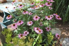 Echinacea purpurea purple coneflower