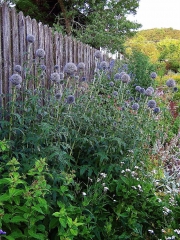 Echinops ritro globe thistle in long border