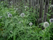 Echinops ritro globe thistle in bud