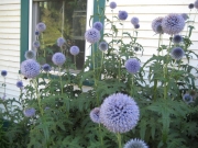 Echinops ritro globe thistle in full bloom