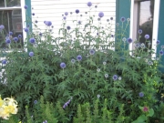 Echinops ritro globe thistle in full bloom