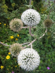 Echinops ritro globe thistle, white form