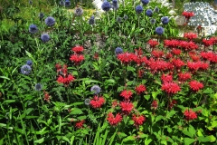 Echinops ritro & Monarda globe thistle & red bee balm