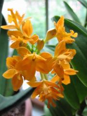 Epidendrum radicans terrestrial orchid, orange
