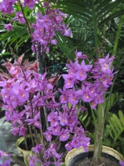 Epidendrum radicans hybrid terrestrial orchid, purple