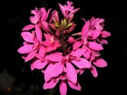 Epidendrum radicans hybrid terrestrial orchid, purple