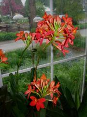 Epidendrum radicans hybrid terrestrial orchid, red