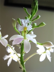 Epidendrum radicans 'Snow White' hybrid terrestrial orchid, near white