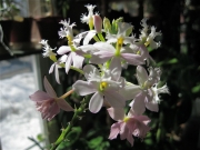 Epidendrum radicans hybrid terrestrial orchid, pale pink