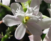 Epidendrum radicans hybrid terrestrial orchid, pale pink, closeup
