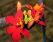 Epidendrum radicans hybrid terrestrial orchid, red