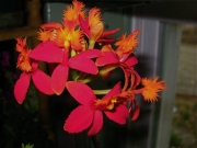 Epidendrum radicans hybrid terrestrial orchid, red