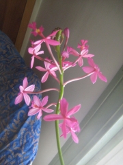 Epidendrum radicans 'Pink Giant'
