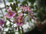 Epidendrum radicans terrestrial orchid, bicolor pink
