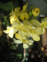 Epidendrum radicans hybrid terrestrial orchid, yellow