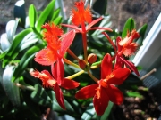 Epidendrum radicans hybrid terrestrial orchid, red