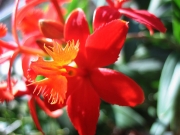 Epidendrum radicans hybrid terrestrial orchid, red