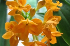 Epidendrum radicans terrestrial orchid, orange