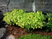 Epimedium alpinum x rubrum barrenwort, red, just before blooming