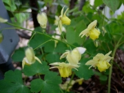 Epimedium x versicolor 'Sulphureum' golden barrenwort