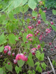 Epimedium alpinum x rubrum barrenwort, single flowered red form