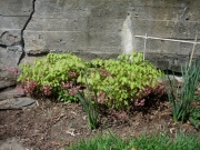 Epimedium alpinum x rubrum established clumps