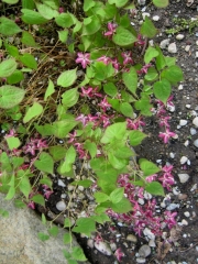 Epimedium alpinum x rubrum barrenwort, single flowered red form