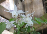 Epimedium alpinum 'White Queen' barrenwort, double flowered white form