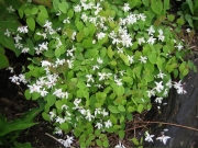 Epimedium alpinum barrenwort, white