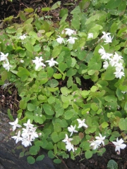 Epimedium alpinum 'White Queen' barrenwort, double flowered white form