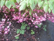 Epimedium alpinum x rubrum barrenwort, single flowered red form