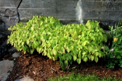Epimedium alpinum x rubrum barrenwort, red, just before blooming
