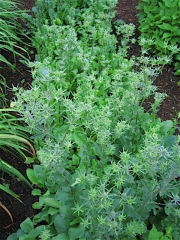 Eryngium amethystinum sea holly, in bud