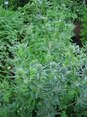Eryngium ameythestinum sea holly, in bud