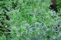 Eryngium ameythestinum sea holly, in bud