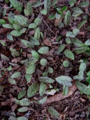 Erythronium dog tooth violet, leaf only