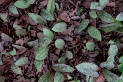 Erythronium dog tooth violet, leaf only